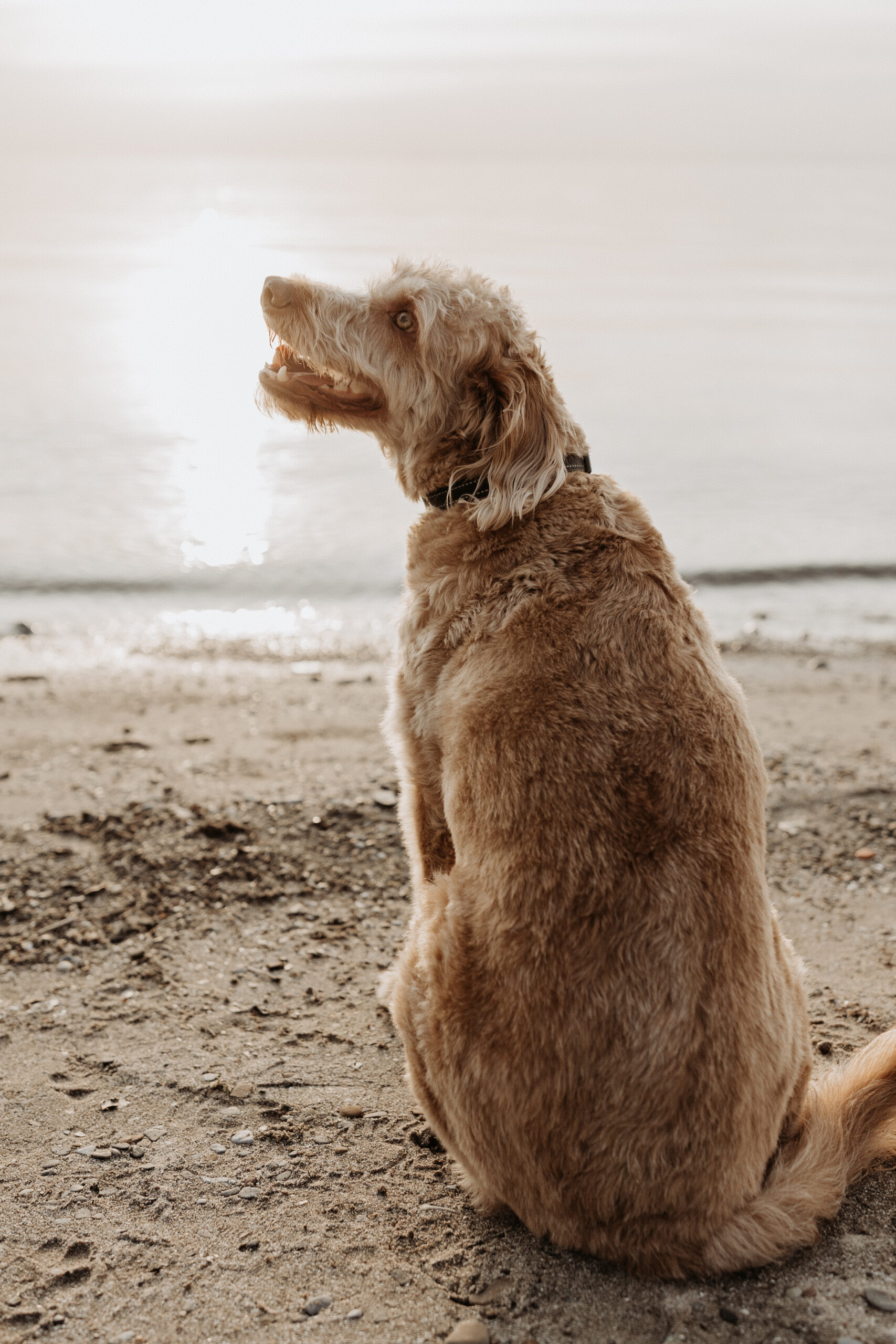 Photo of dog sitting on beach at sunset at Lake Erie photographed by Jessy Herman Photo